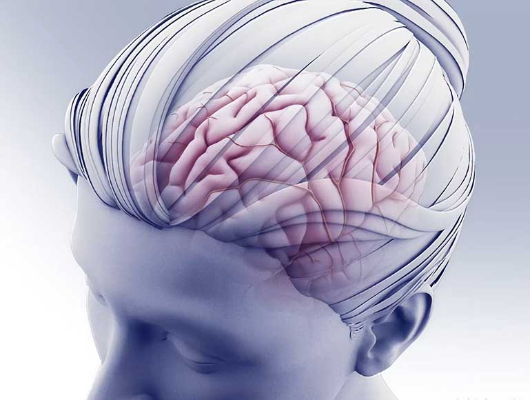 head and brain illustration